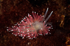 Carronella pellucida