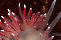 Carronella pellucida