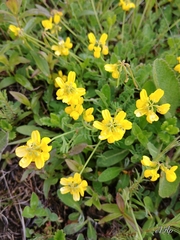 Coronilla vaginalis