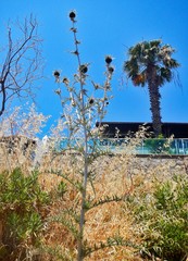 Echinops spinosissimus