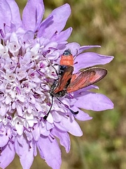 Zygaena sarpedon