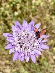 Zygaena sarpedon