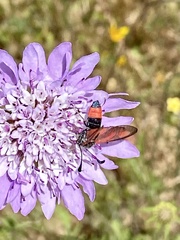 Zygaena sarpedon