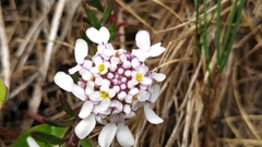 Iberis procumbens