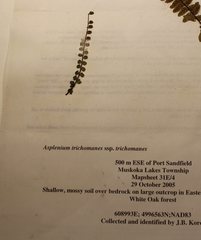 Asplenium trichomanes trichomanes