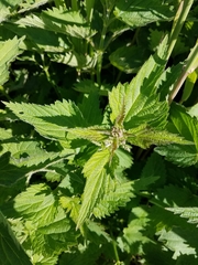 Urtica dioica