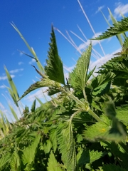 Urtica dioica