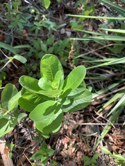 Asclepias tomentosa