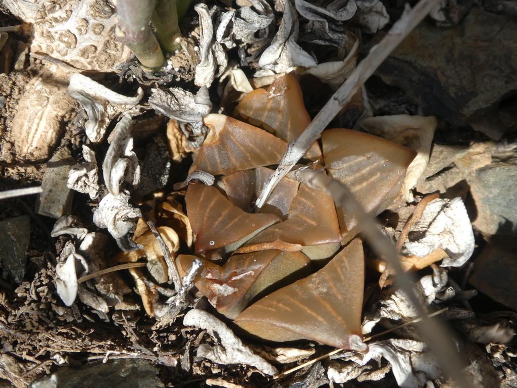 Haworthia mutica