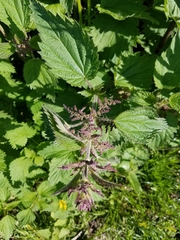 Urtica dioica