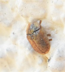 Hypocassida