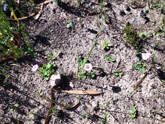 Oxalis eckloniana-nidulans