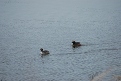 Podiceps auritus cornutus