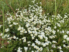 Plagiobothrys figuratus