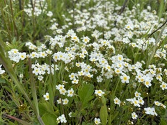 Plagiobothrys figuratus