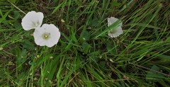 Calystegia purpurata