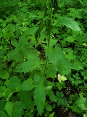 Solidago ulmifolia ulmifolia