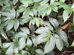 Elatostema edule