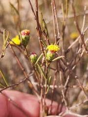 Marasmodes defoliata