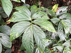 Elatostema edule
