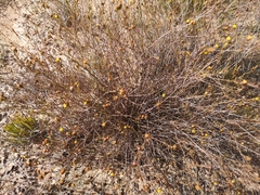 Marasmodes defoliata