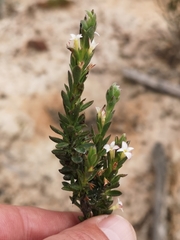 Gnidia spicata