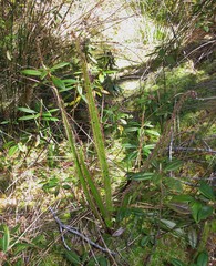 Drosera regia