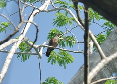 Patagioenas speciosa