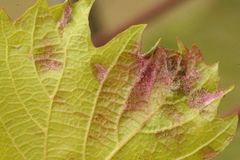 Colomerus vitis