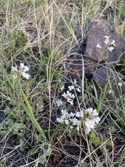 Noccaea cochleariformis