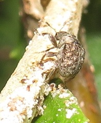 Attelabidae