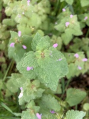 Lamium purpureum