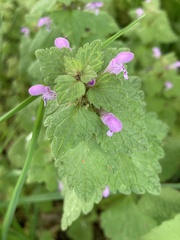 Lamium purpureum