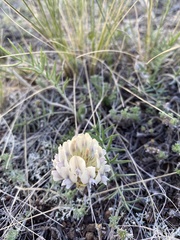 Oxytropis oxyphylla