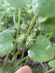 Lamium purpureum