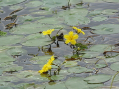 Nymphoides peltata