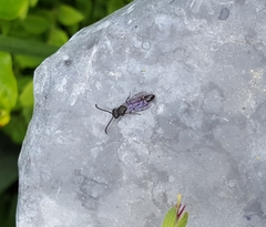 Sapyga quinquepunctata