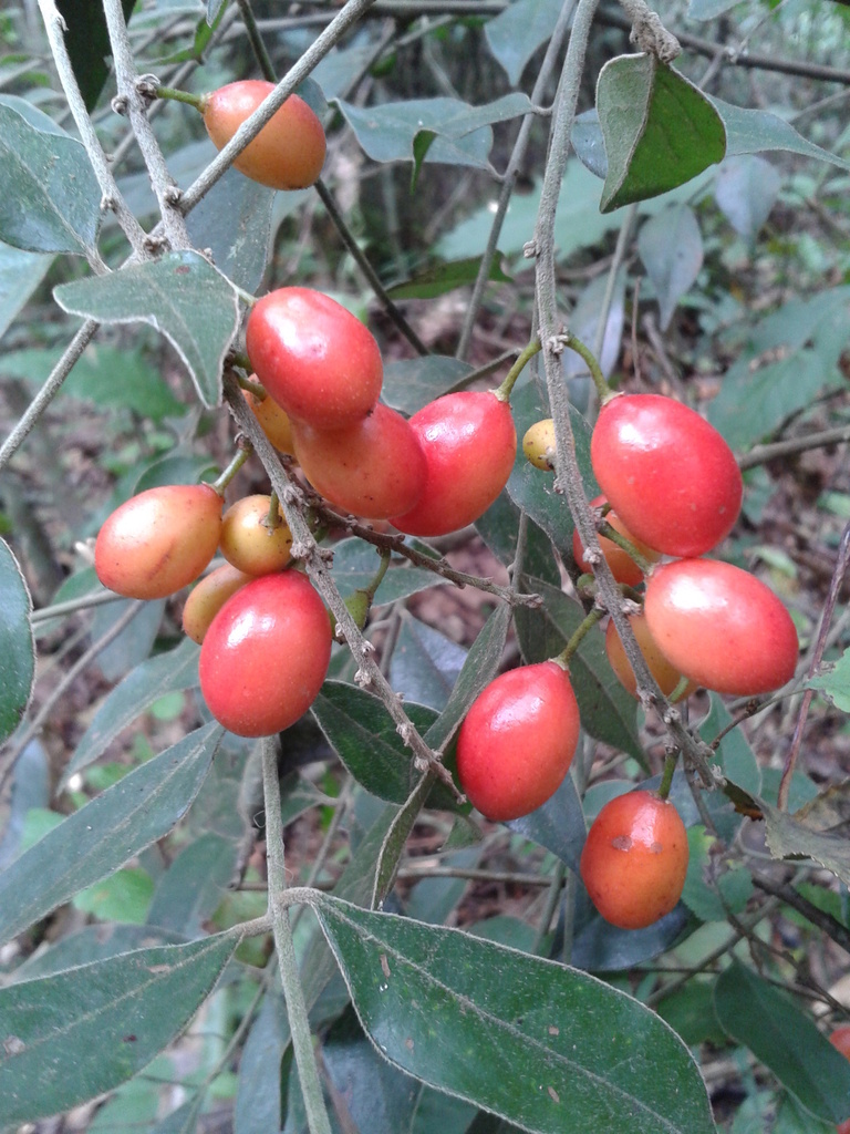 Picramnia antidesma