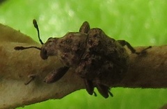 Attelabidae