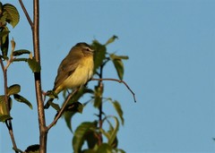 Vireo philadelphicus