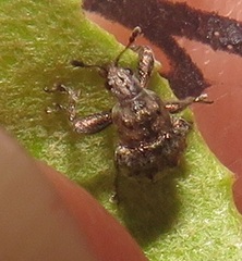 Attelabidae