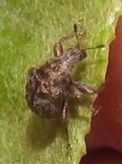 Attelabidae