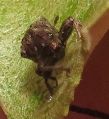 Attelabidae