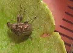 Attelabidae