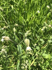 Angiospermae