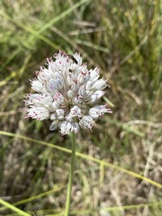 Allium baeticum
