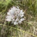 Allium baeticum - Photo (c) Sara Fonseca, algunos derechos reservados (CC BY-NC), subido por Sara Fonseca