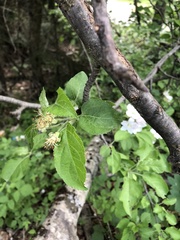 Malus orientalis