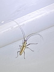 Neoptychodes trilineatus