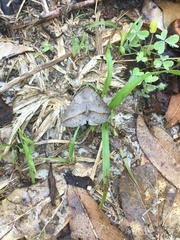 Argyrostrotis flavistriaria